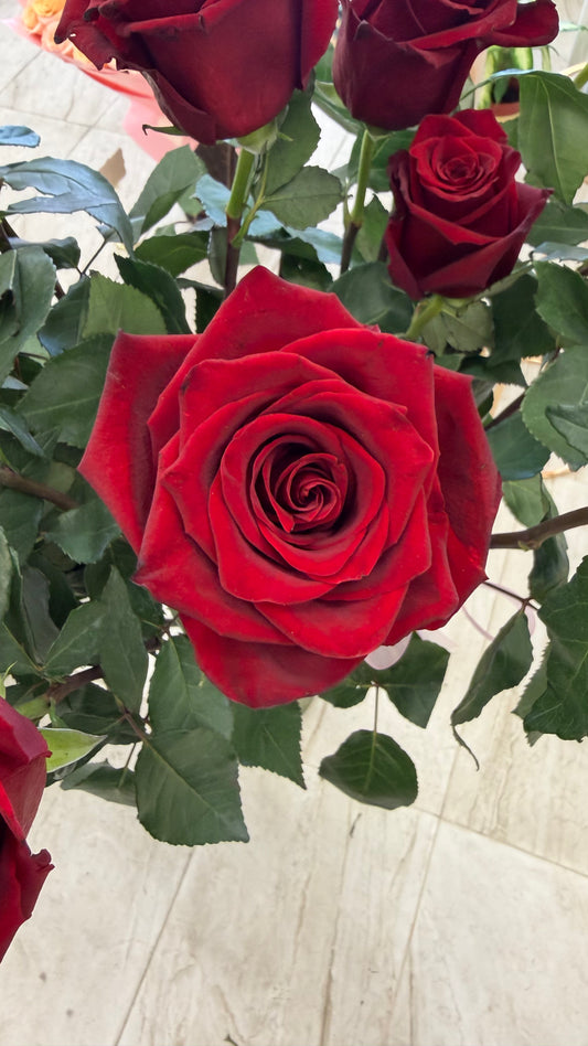 1 meter long stem red rose