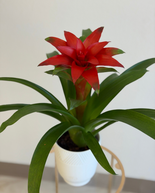 Guzmania plant